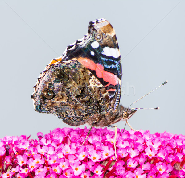 Festett pillangó gyűjt nektár virág makró Stock fotó © manfredxy