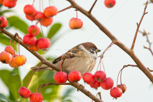 Tree sparrow sitting in an apple tree Stock photo © manfredxy