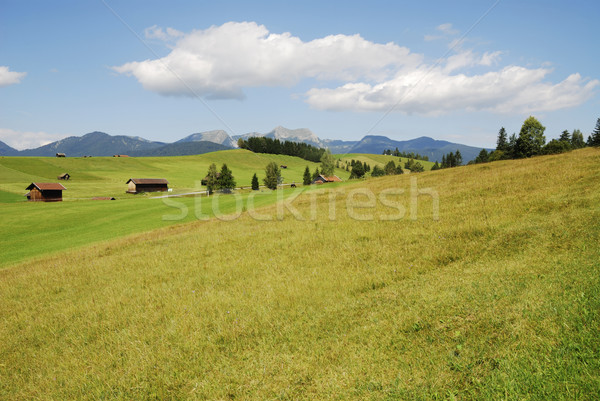 Alpine meadow Stock photo © manfredxy