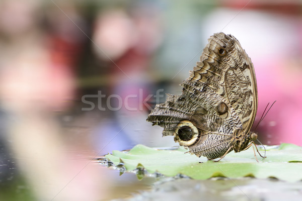 Tropical butterfly Stock photo © manfredxy