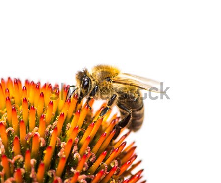 Abeja recoger néctar flor macro Foto stock © manfredxy