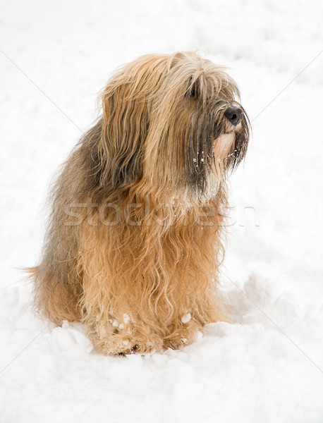 Long-haired tibetan terrier in the snow Stock photo © manfredxy