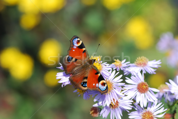 孔雀 蝴蝶 花 花园 秋天 / peacock butterfl