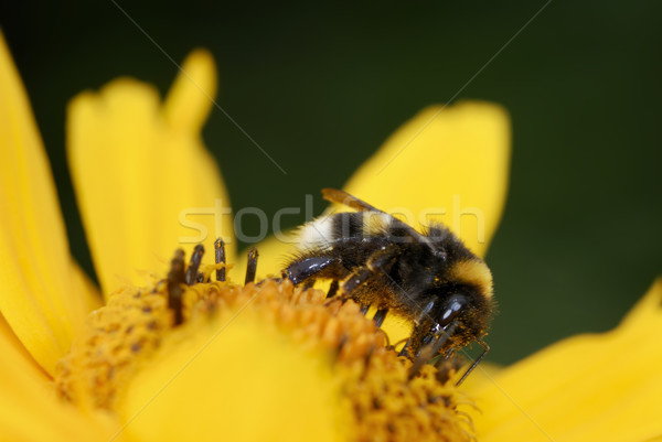 Méh citromsárga virág százszorszép makró szirmok Stock fotó © manfredxy