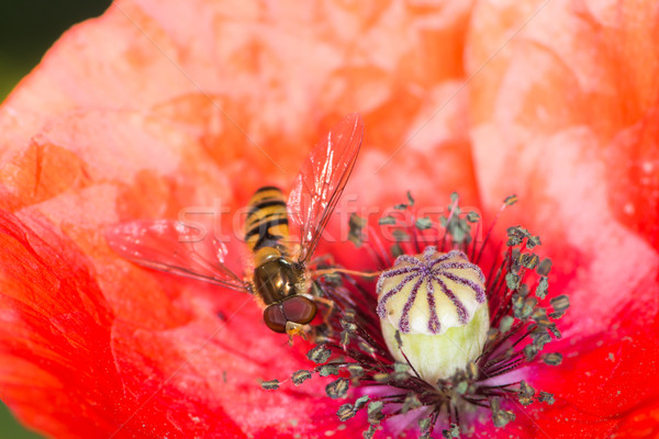 Hoverfly in a red poppy blossom Stock photo © manfredxy