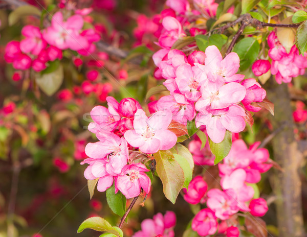 Inflorire măr roz flori primăvară timp Imagine de stoc © manfredxy