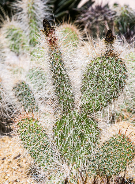 Zdjęcia stock: Wiele · roślin · Kaktus