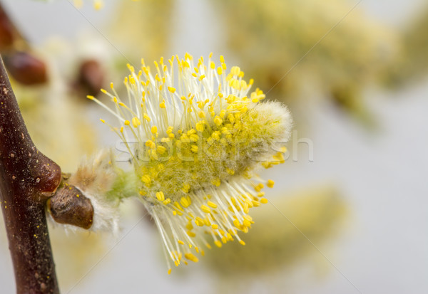 Păsărică salcie complet polen macro primăvară Imagine de stoc © manfredxy
