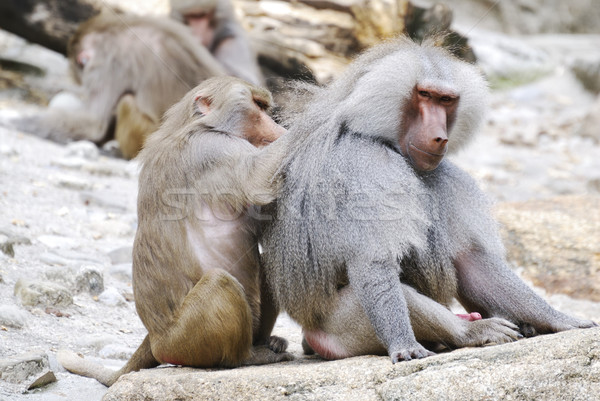 Baboons Stock photo © manfredxy