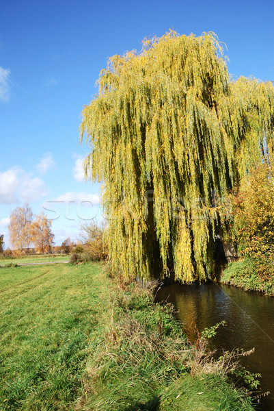 Weeping Willow Stock photo © manfredxy