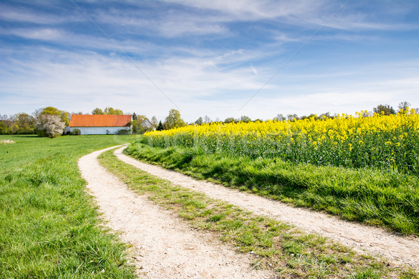Country road to a farm at a rape field Stock photo © manfredxy