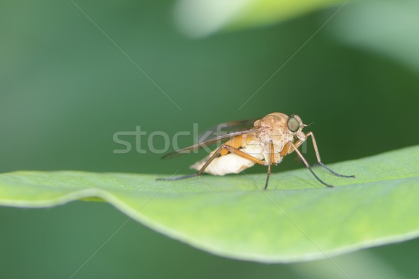 Horse Fly Stock photo © manfredxy