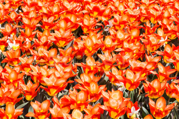 Tulip Background Stock photo © manfredxy