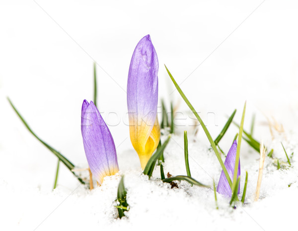 Purple Crocus Flower in the Snow Stock photo © manfredxy