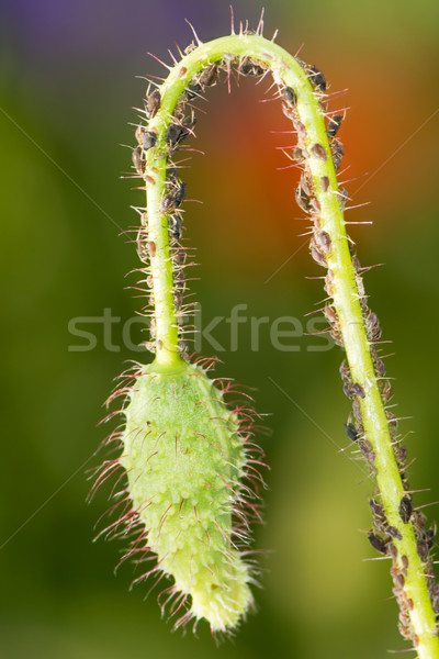 Poppy bud full of lice Stock photo © manfredxy