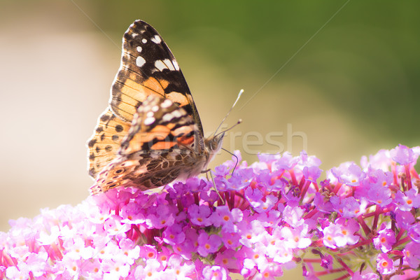 Photo stock: Peint · dame · papillon · fleurs