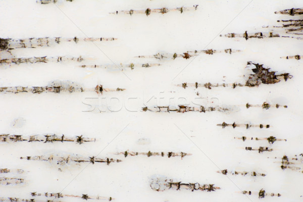 Abstract organic background of a birch tree bark Stock photo © manfredxy