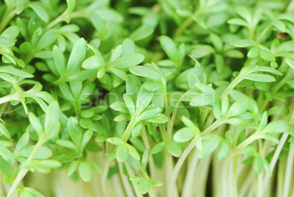  Garden Cress Sprouts Stock photo © manfredxy