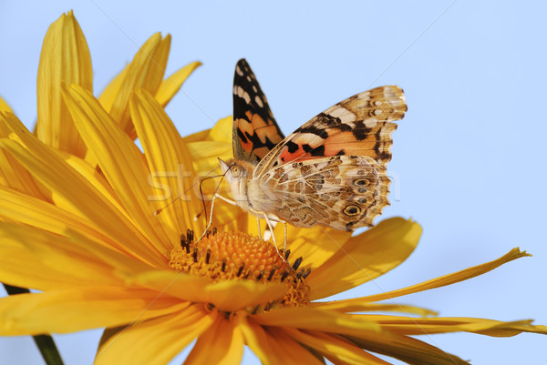 Painted Lady butterfly Stock photo © manfredxy