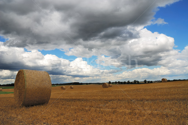 Bales of straw Stock photo © manfredxy