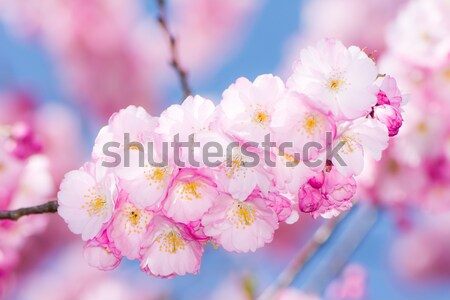 Cseresznyevirágzás tavasz idő rózsaszín virág természet Stock fotó © manfredxy