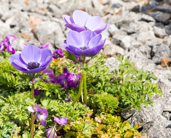 Flowerbed with stones and Anemone flowers Stock photo © manfredxy