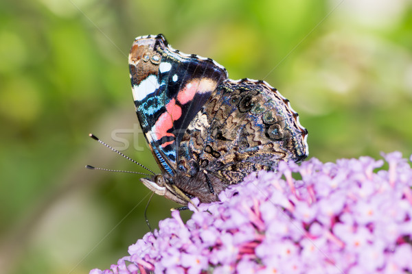 Painted Lady Butterfly Stock photo © manfredxy