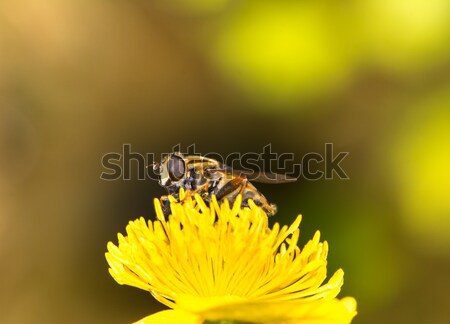 Hoverfly Stock photo © manfredxy