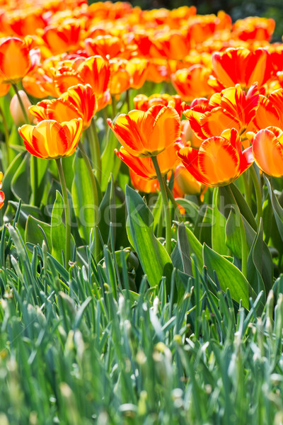 Orange tulips Stock photo © manfredxy