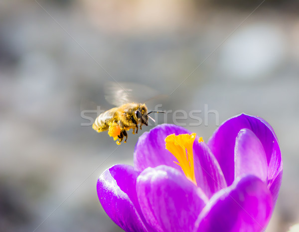 Bee flying to a purple crocus flower Stock photo © manfredxy