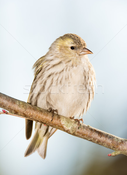 Eurasian siskin sitting on a twig Stock photo © manfredxy