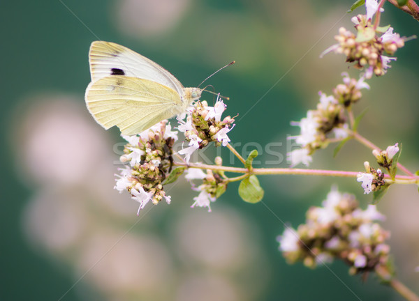 White cabbage butterfly on a flower Stock photo © manfredxy