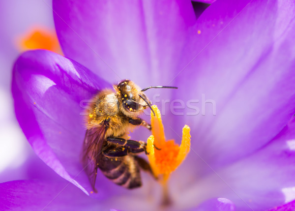 Honeybee pollinating a purple crocus flower Stock photo © manfredxy