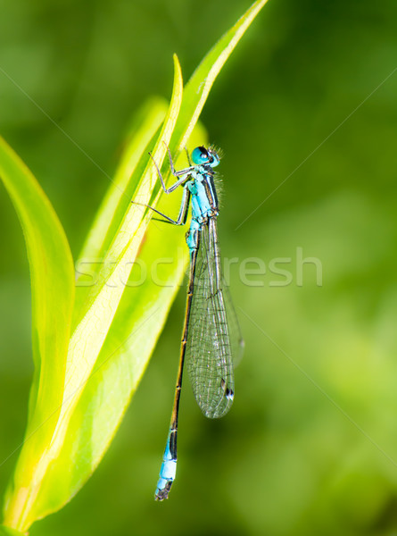 Bluetail damselfly on a green leaf Stock photo © manfredxy