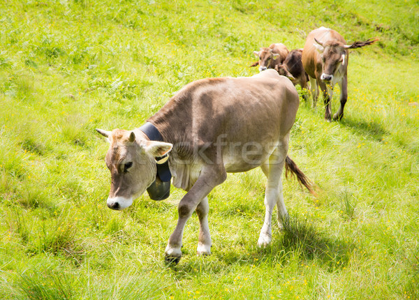 Organic farming wiht happy cows Stock photo © manfredxy