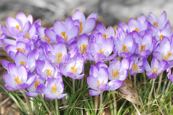 Crocus macro pourpre fleurs printemps jardin Photo stock © manfredxy