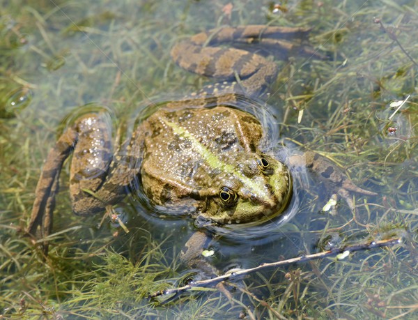 Croaking Frog Stock photo © manfredxy