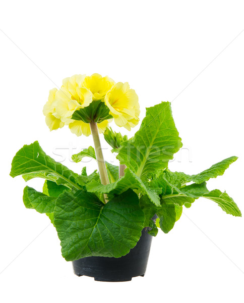 Isolated Yellow Primrose Flower Stock photo © manfredxy