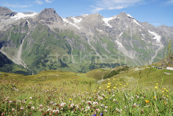 Flower meadow in the alps Stock photo © manfredxy