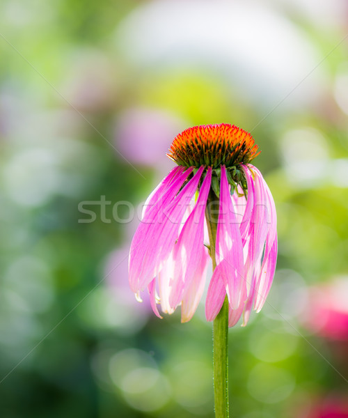 Echinacea purpurea blossom Stock photo © manfredxy
