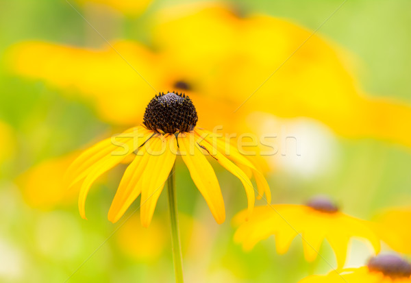 Flowerbed with yellow echinacea flowers Stock photo © manfredxy