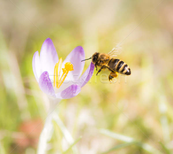 Flying honeybee pollinating a purple crocus flower Stock photo © manfredxy