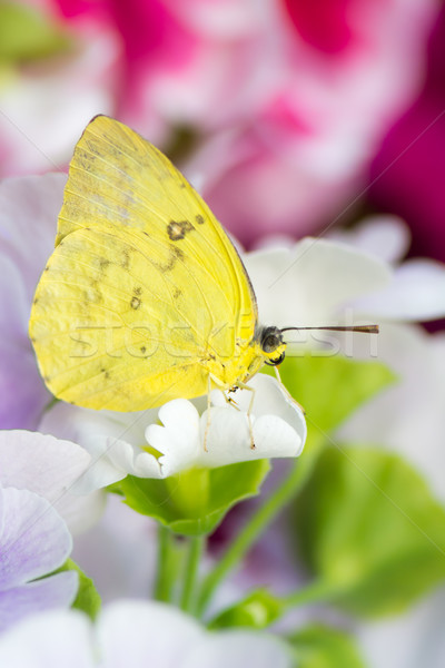 Macro of a orange-barred sulphur butterfly on a flower blossom Stock photo © manfredxy