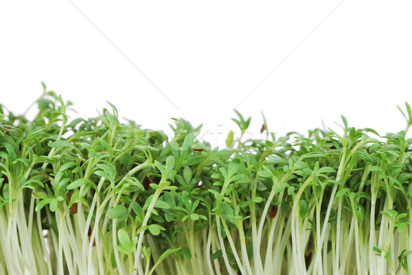 Isolated Garden Cress Sprouts Stock photo © manfredxy