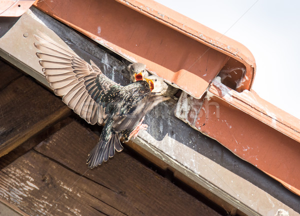 Flying common Starling feeding babies Stock photo © manfredxy