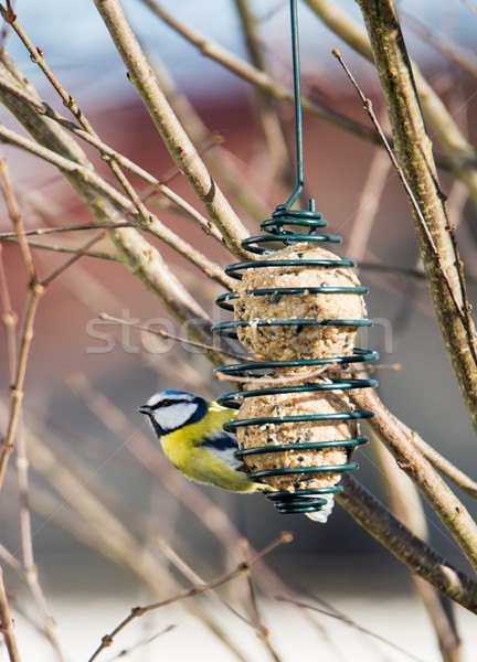 Foto stock: Azul · teta · pássaro · alimentação · enforcamento · árvore