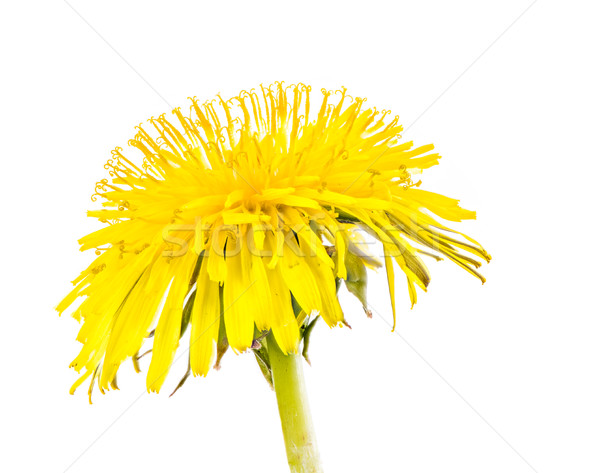 Foto stock: Isolado · amarelo · dandelion · flor · flor · macro