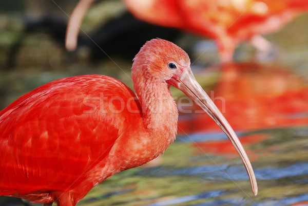 Scarlet Ibis Stock photo © manfredxy