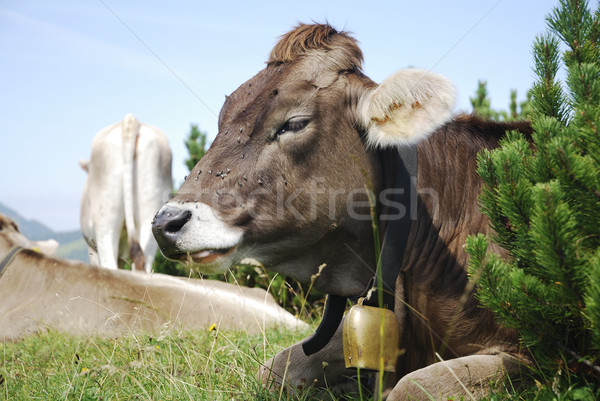 Cow With Cowbell Stock photo © manfredxy