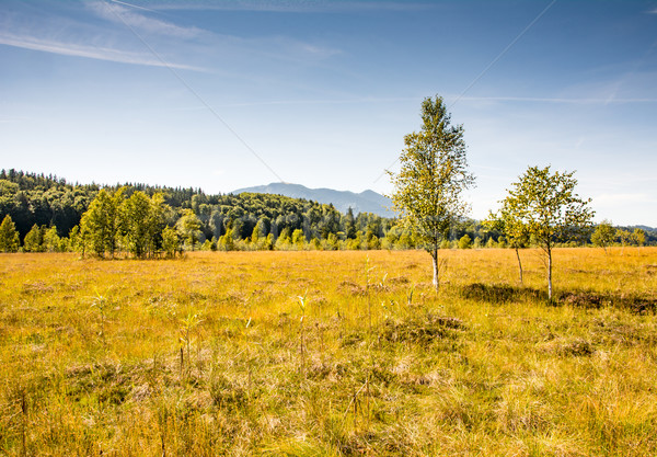 Moor landscape at Lake Staffelsee Stock photo © manfredxy